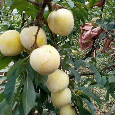 蔬菜水果 食用菌 糧油 花卉苗木 畜牧養殖 茶葉 中草藥 肥料種業 農藥/原藥/殺菌劑 農機農具 漁業 加工機械 金屬絲網制品 生態農業 包裝印刷_果樹苗木鋤禾日當午花卉苗木鋤禾日當午信息鋤禾日當午果樹苗木鋤禾日當午花卉苗木鋤禾日當午鋤禾日當午